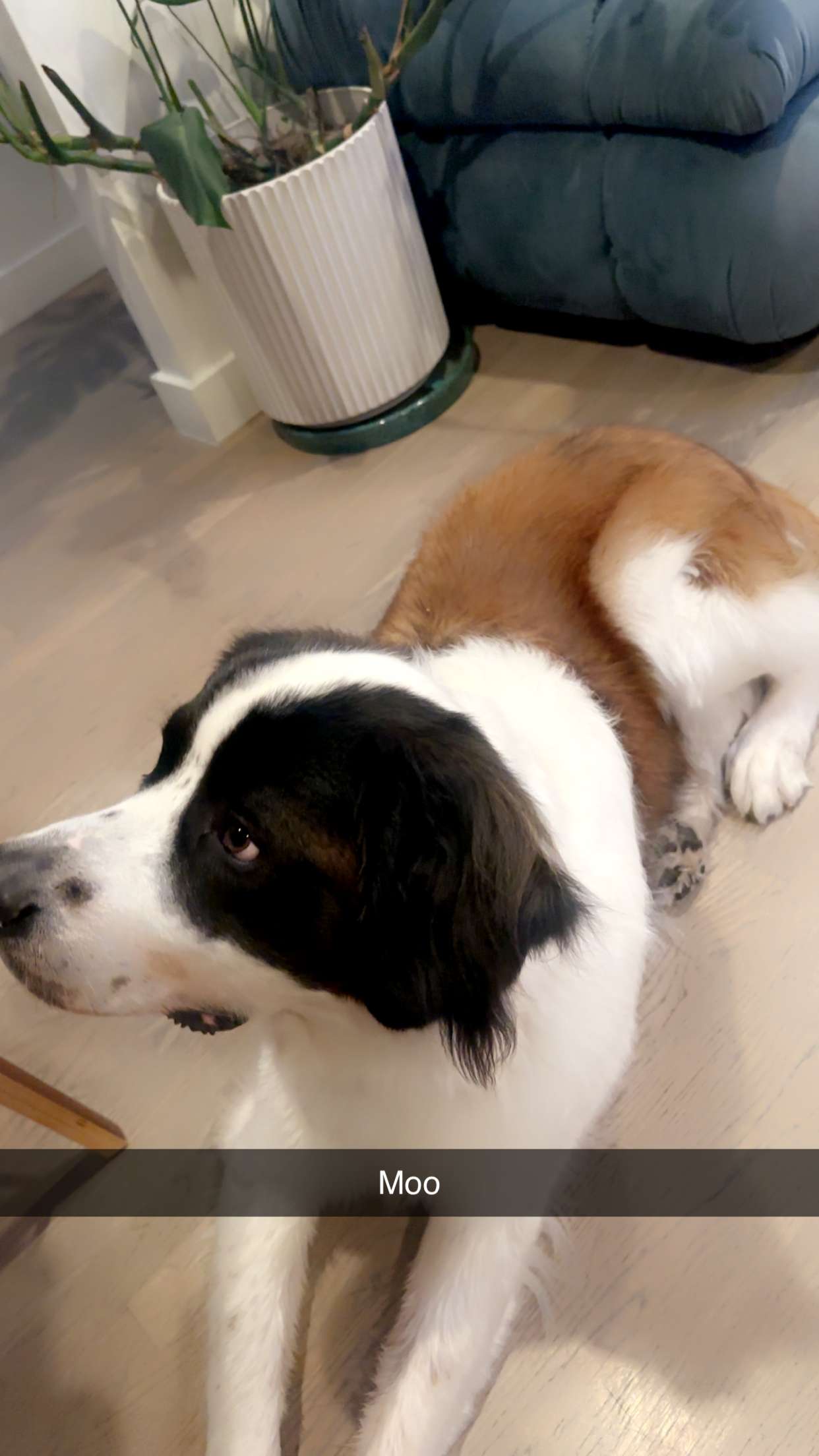 kaylamanouss17 snapchat image archive image