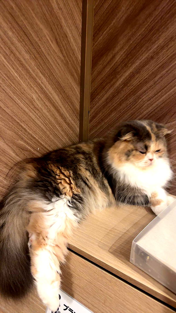 kaylamanouss17 image ~ Altpins