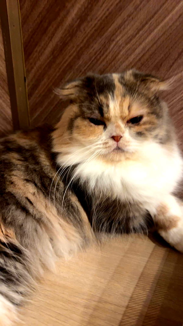 kaylamanouss17 image ~ Altpins