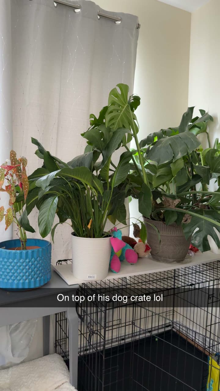 kayleedolisi snapchat image archive image