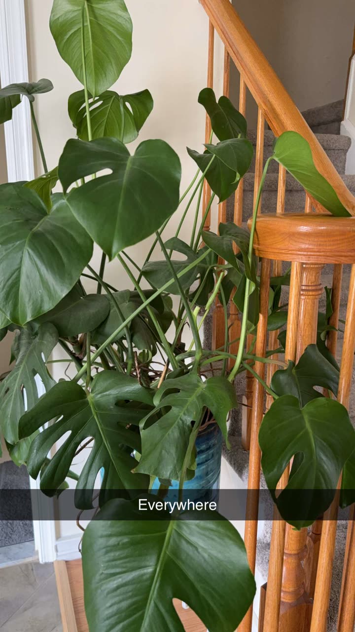 kayleedolisi snapchat image archive image