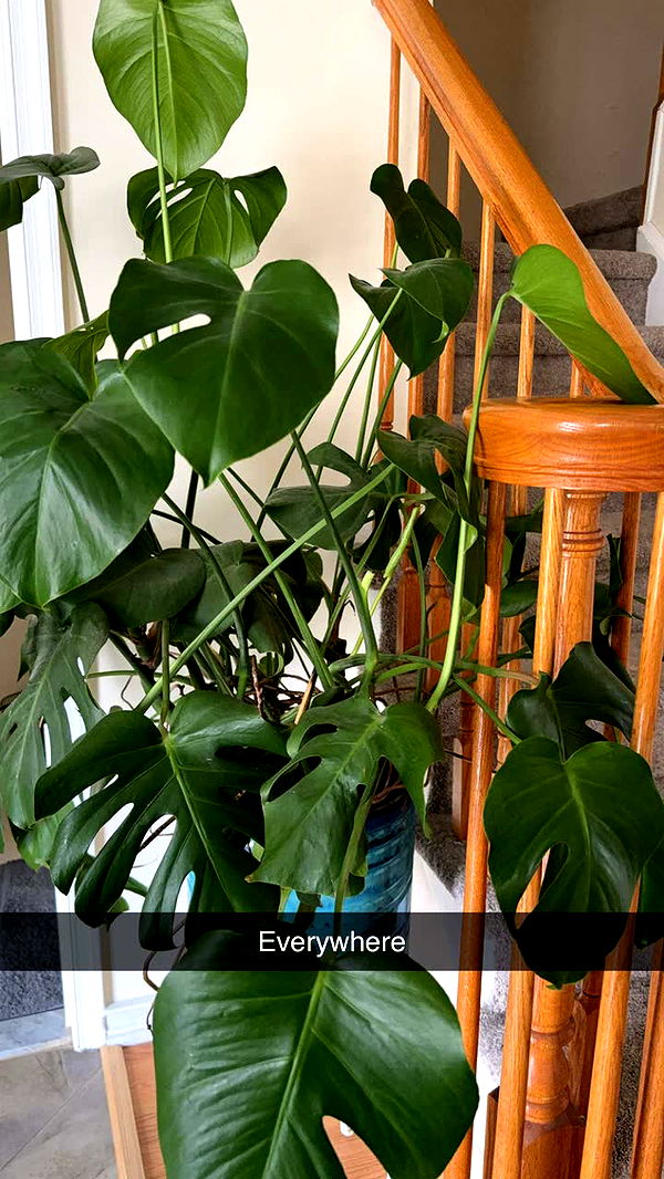 kayleedolisi image ~ Altpins