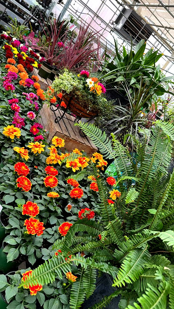 kayleedolisi image ~ Altpins