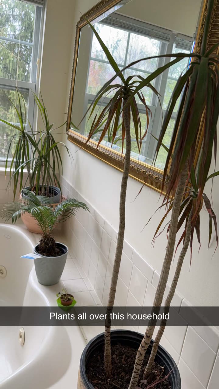 kayleedolisi snapchat image archive image