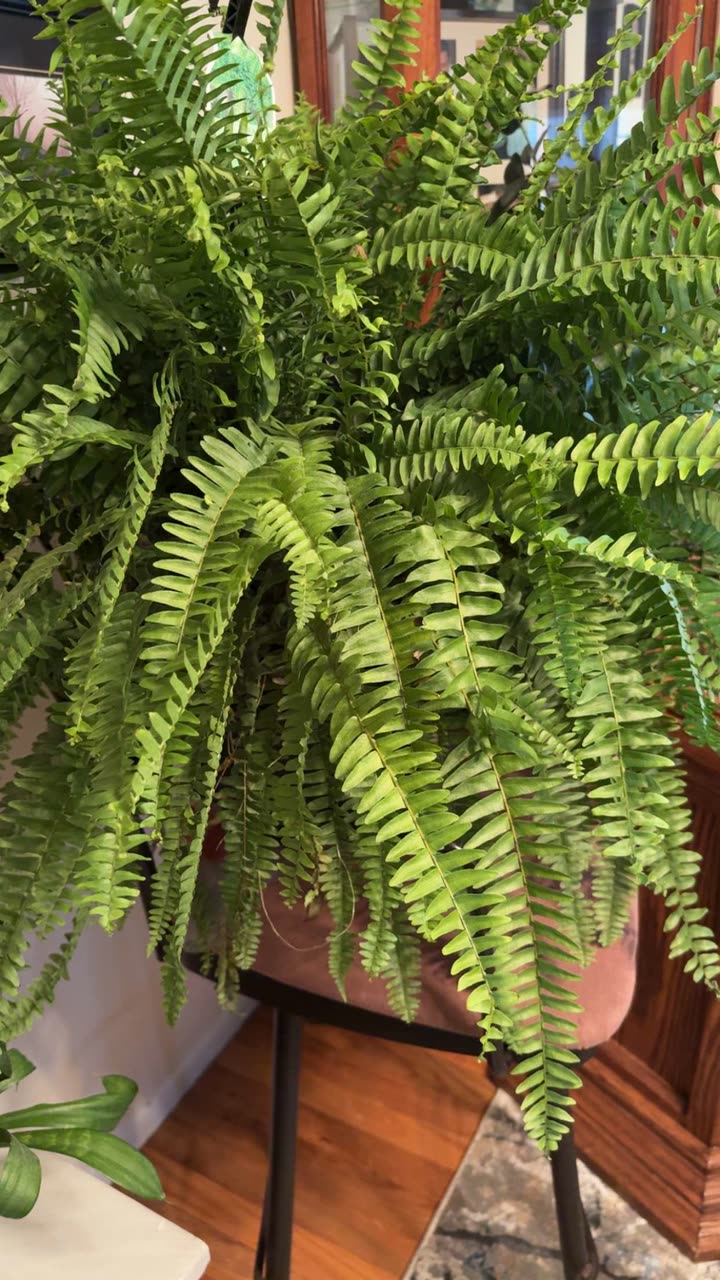 kayleedolisi snapchat image archive image