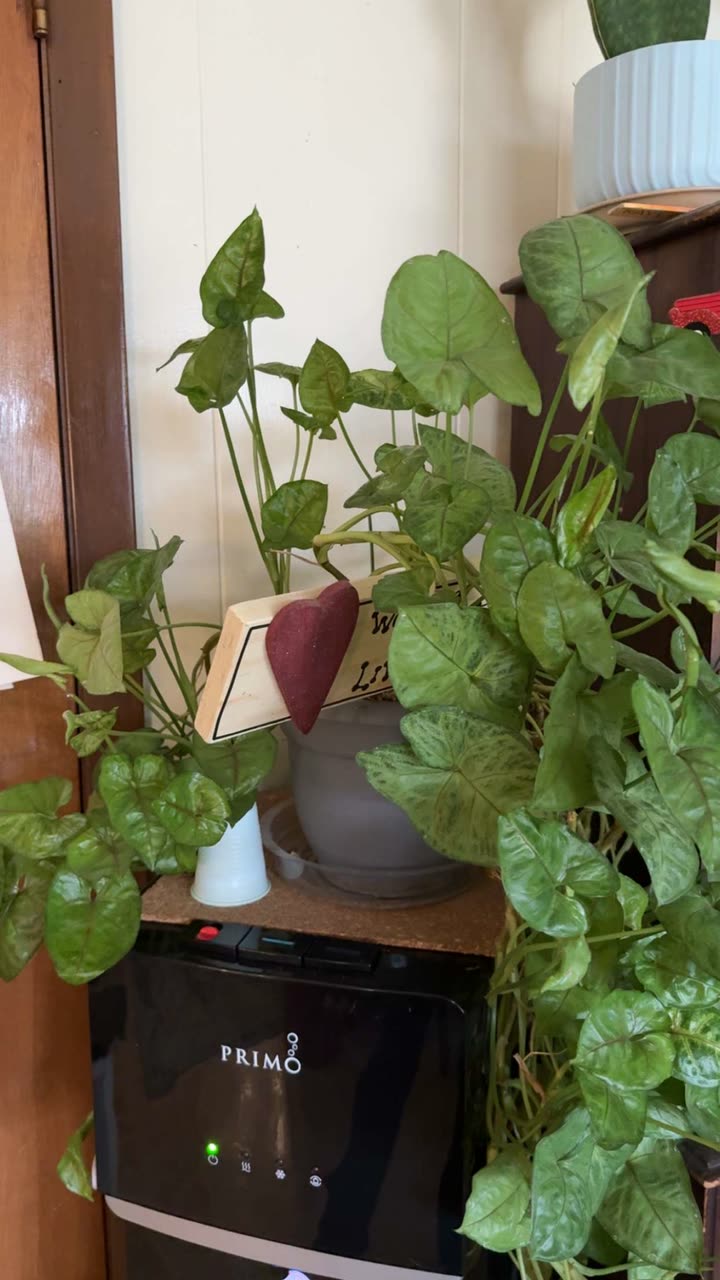 kayleedolisi snapchat image archive image