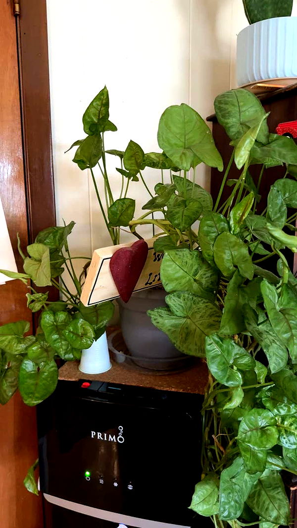 kayleedolisi image ~ Altpins