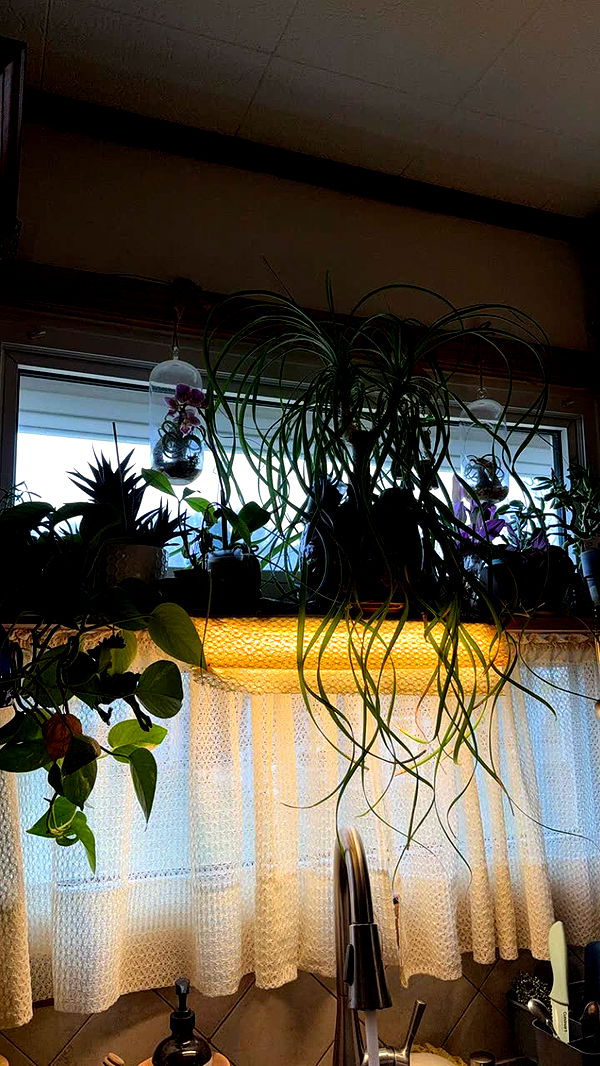 kayleedolisi image ~ Altpins