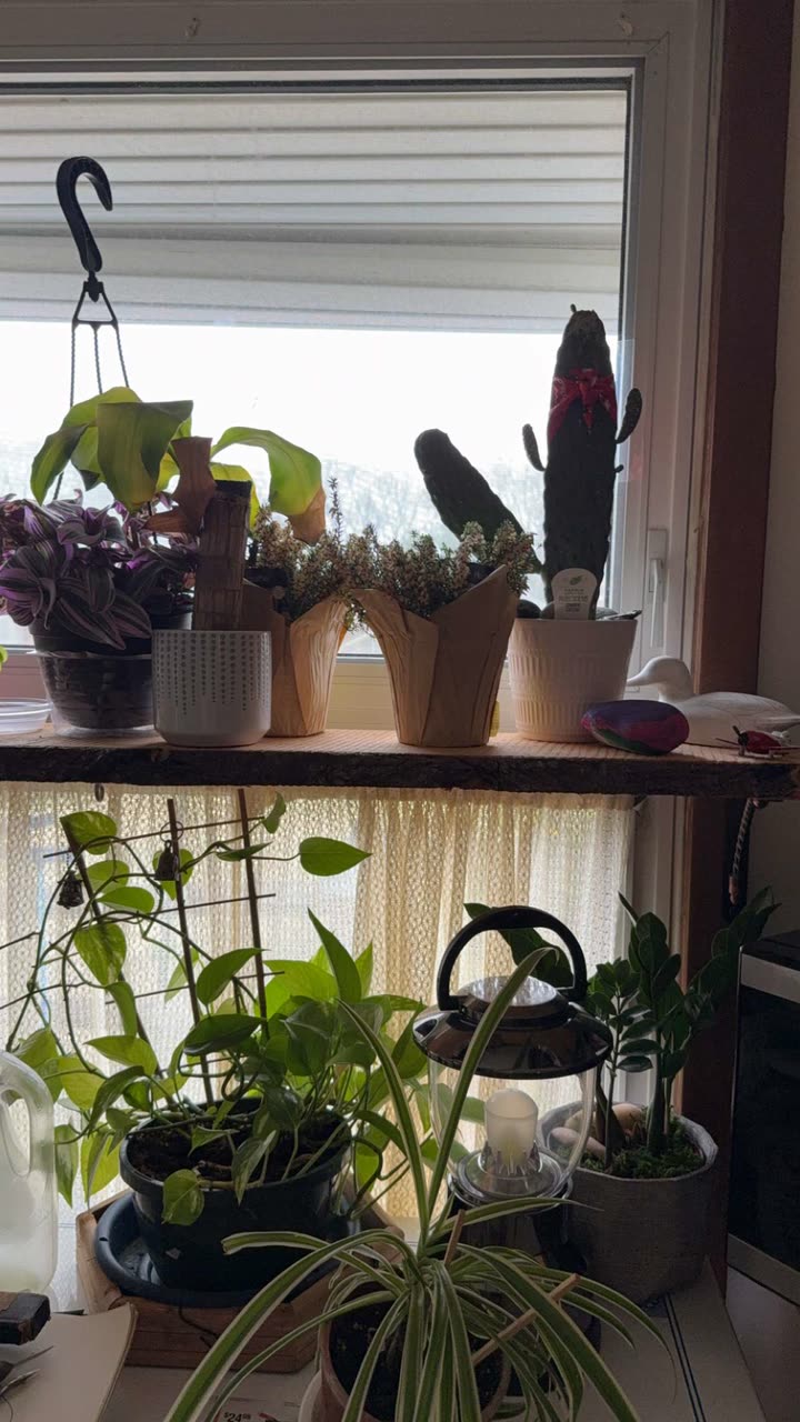 kayleedolisi snapchat image archive image