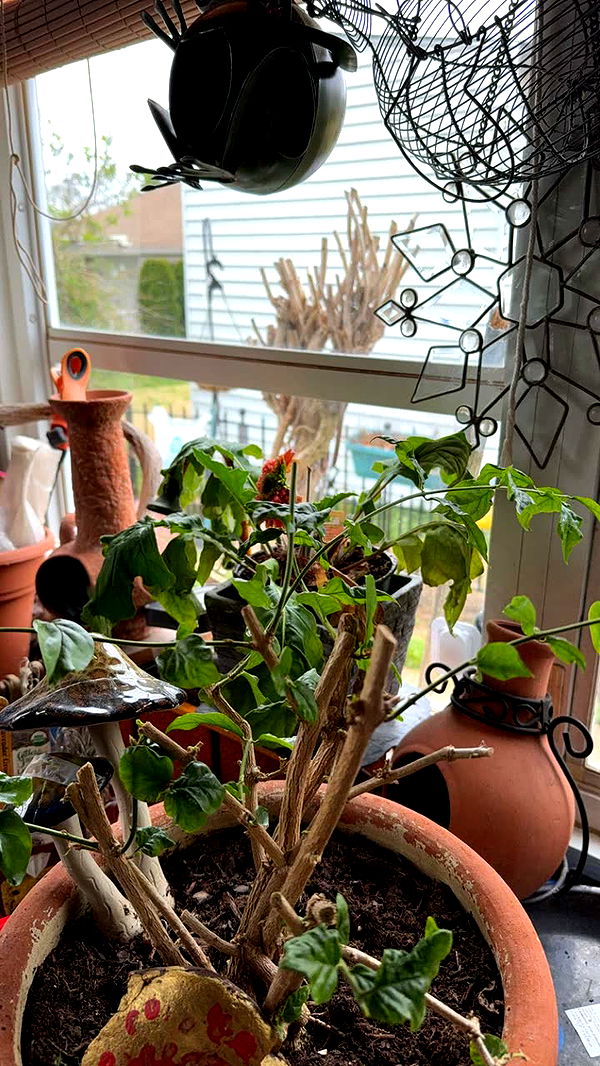 kayleedolisi image ~ Altpins