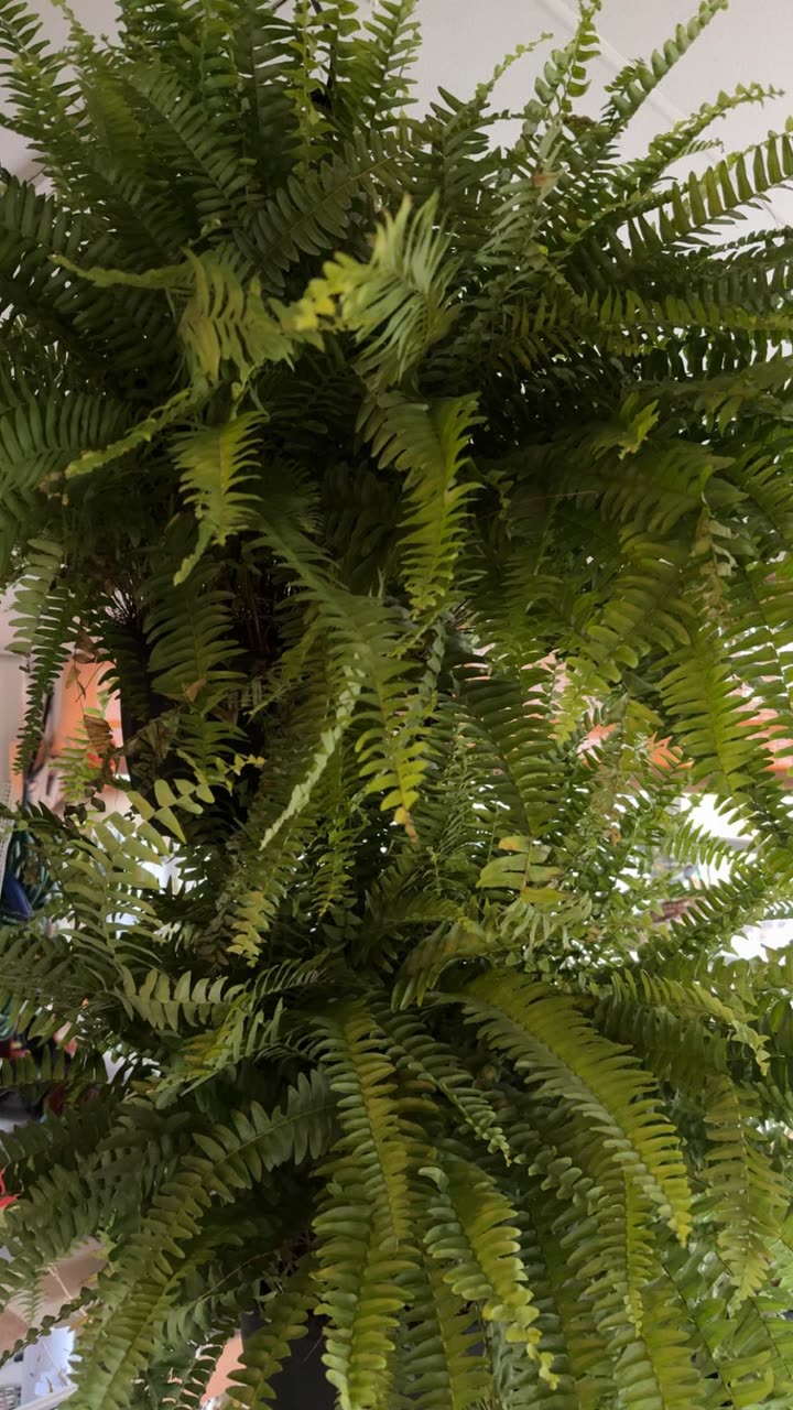 kayleedolisi snapchat image archive image