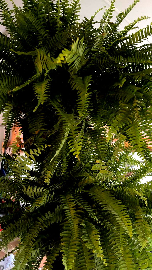 kayleedolisi image ~ Altpins