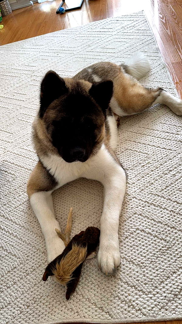 kayleedolisi image ~ Altpins