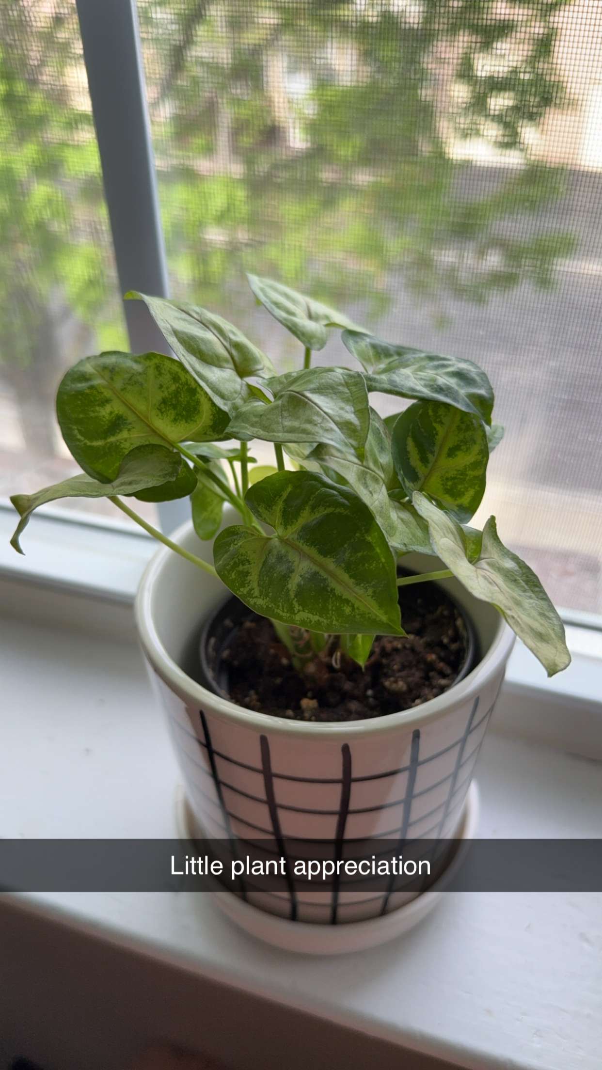 kayleedolisi snapchat image archive image