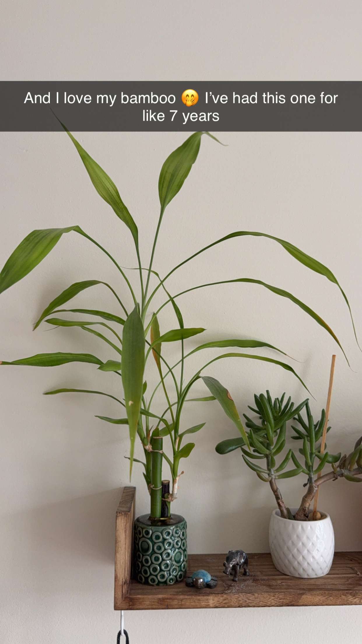 kayleedolisi snapchat image archive image