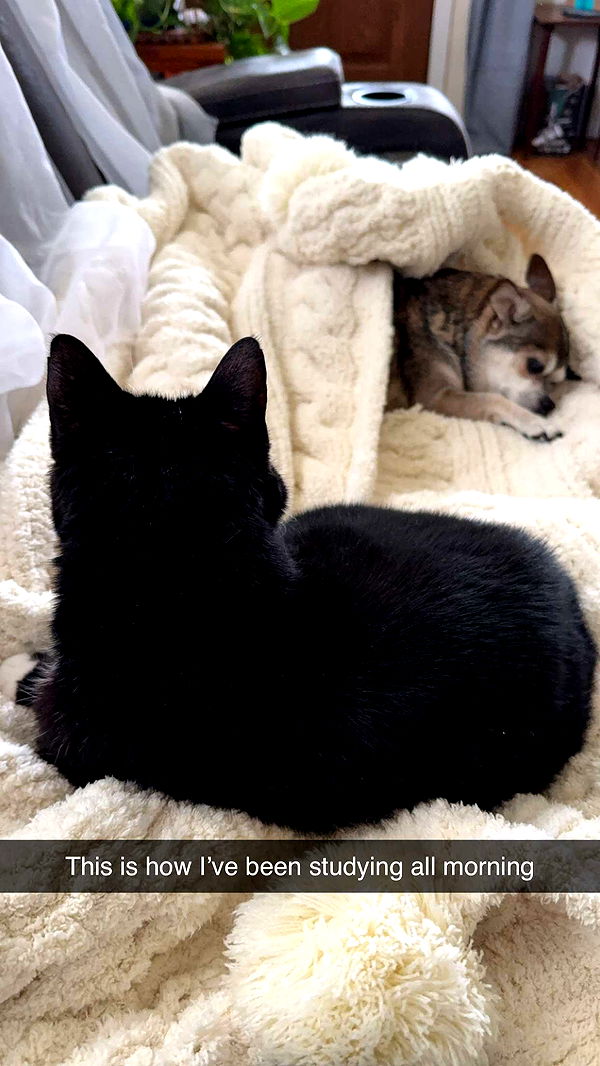 kayleedolisi image ~ Altpins