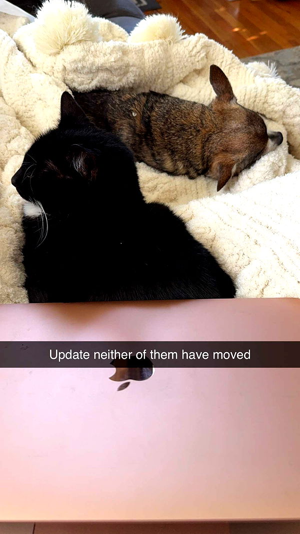 kayleedolisi image ~ Altpins