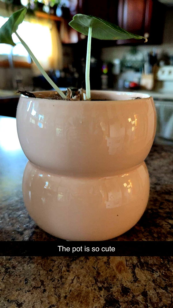 kayleedolisi image ~ Altpins