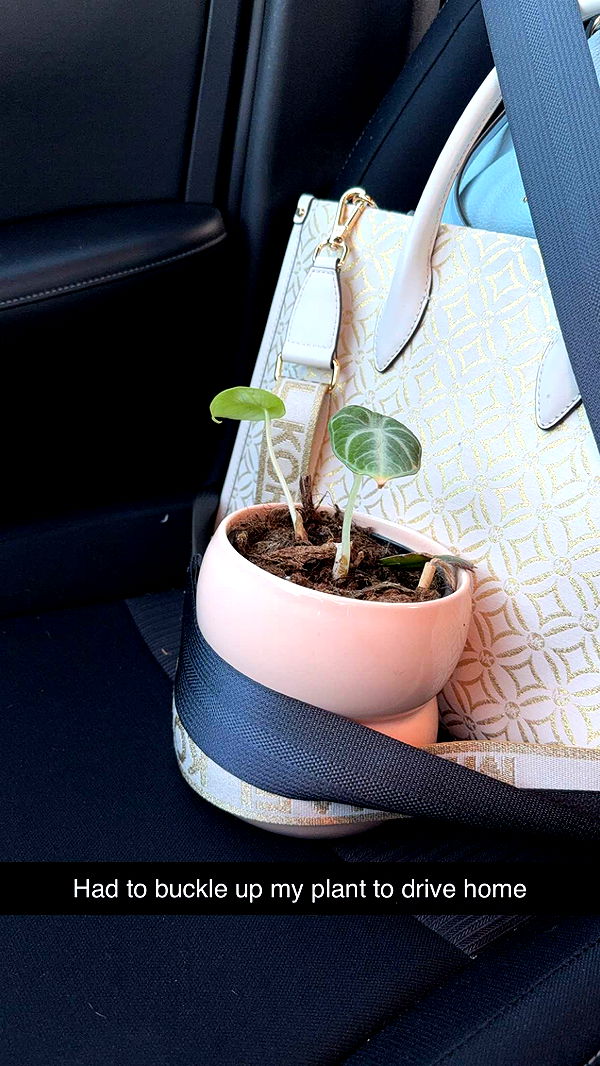 kayleedolisi image ~ Altpins