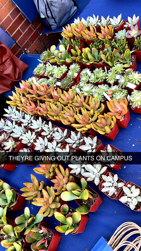 kayleedolisi image ~ Altpins