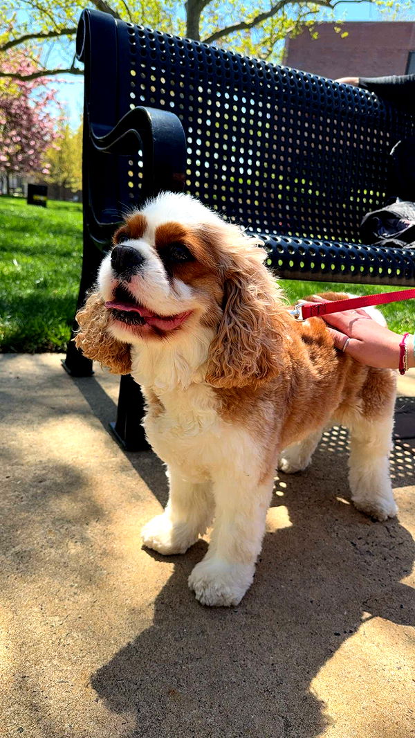 kayleedolisi image ~ Altpins