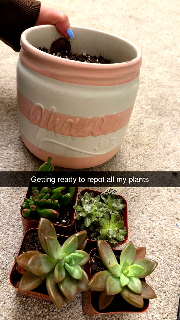 kayleedolisi image ~ Altpins