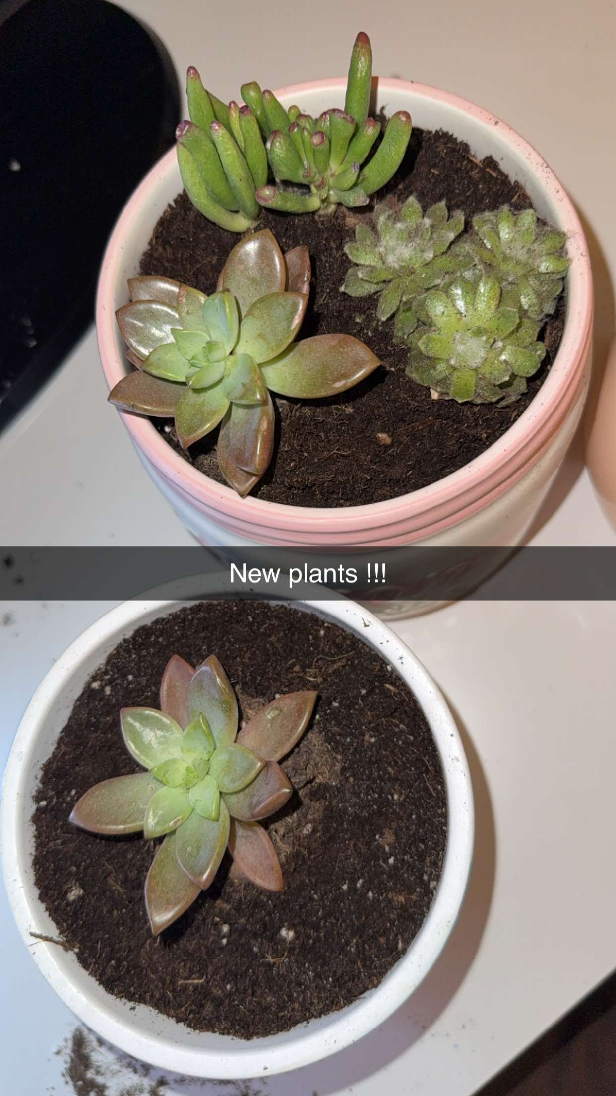 kayleedolisi snapchat image archive image