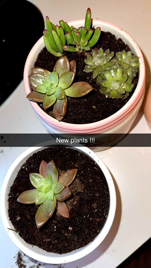 kayleedolisi image ~ Altpins