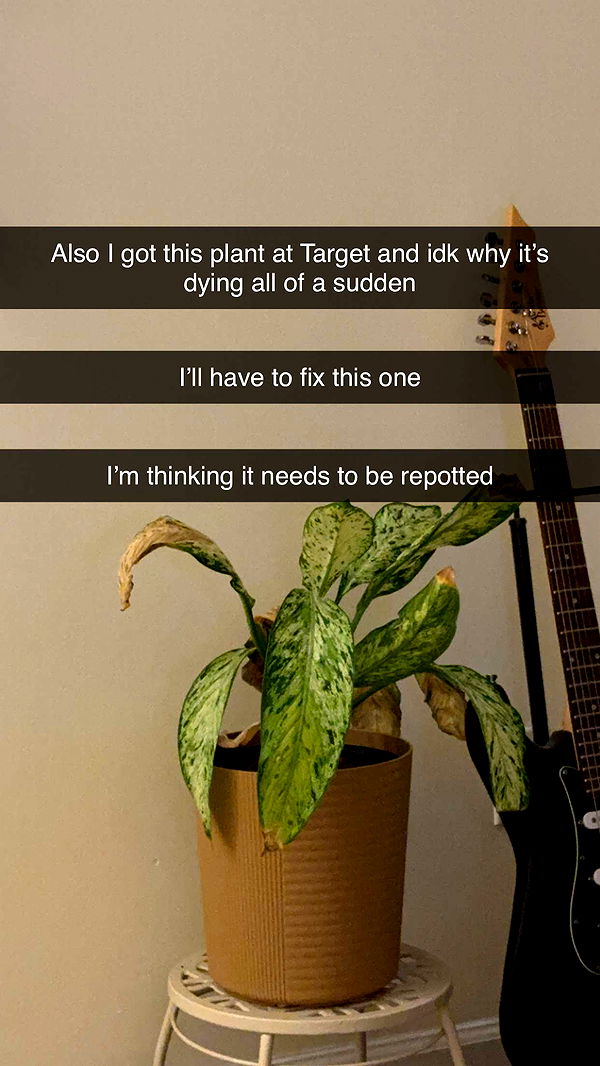 kayleedolisi image ~ Altpins