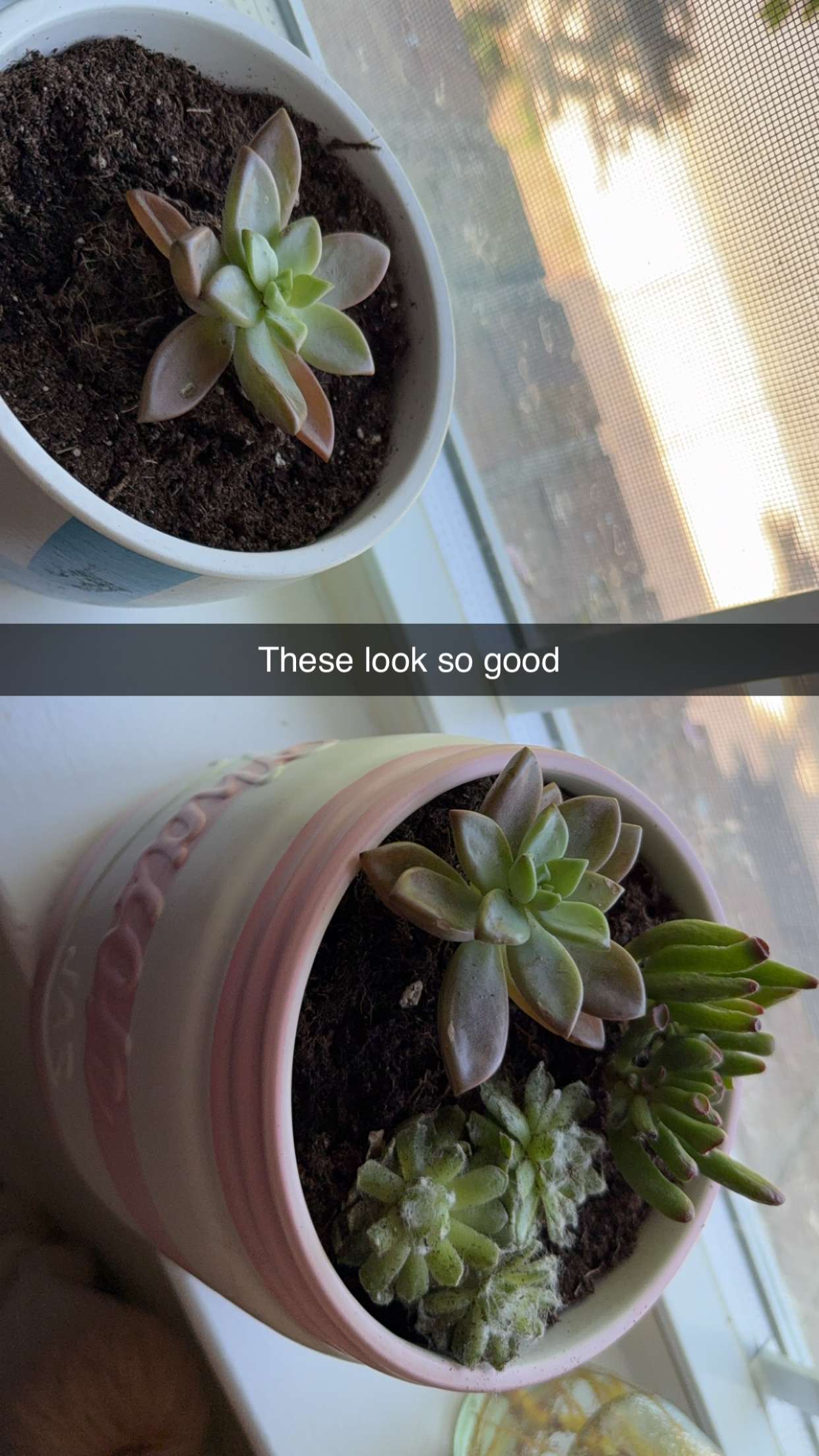 kayleedolisi snapchat image archive image