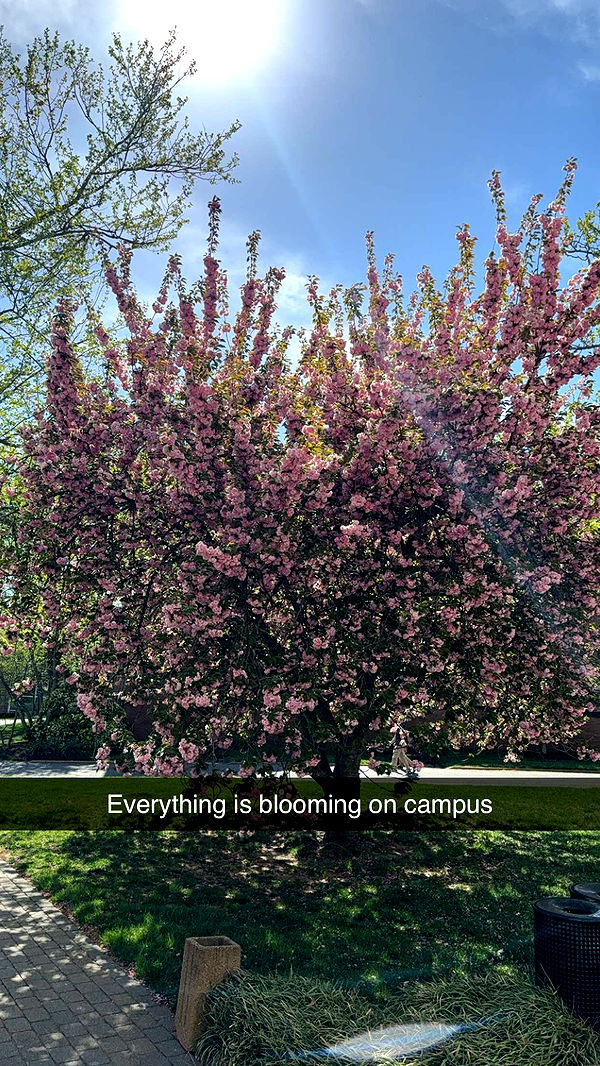 kayleedolisi image ~ Altpins