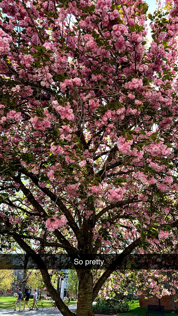 kayleedolisi image ~ Altpins