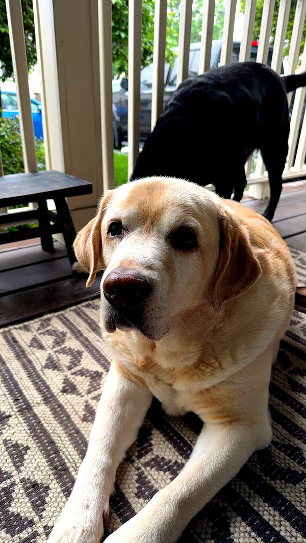 kayleedolisi image ~ Altpins