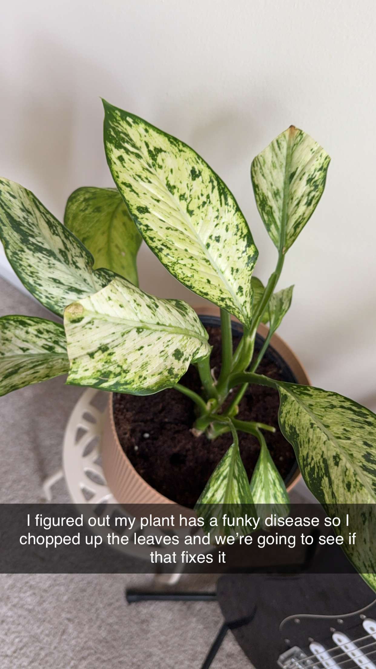 kayleedolisi snapchat image archive image