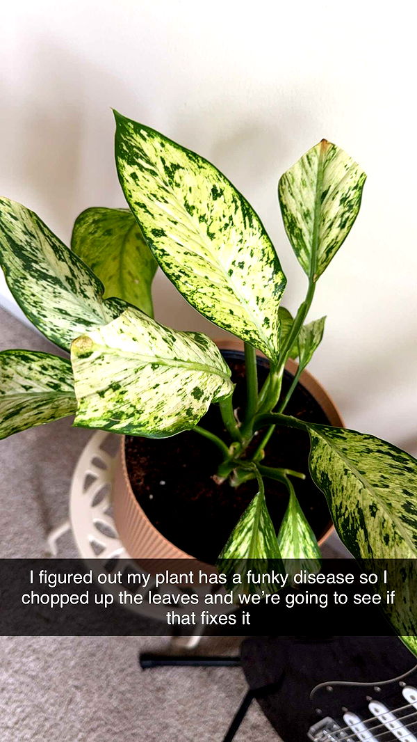 kayleedolisi image ~ Altpins