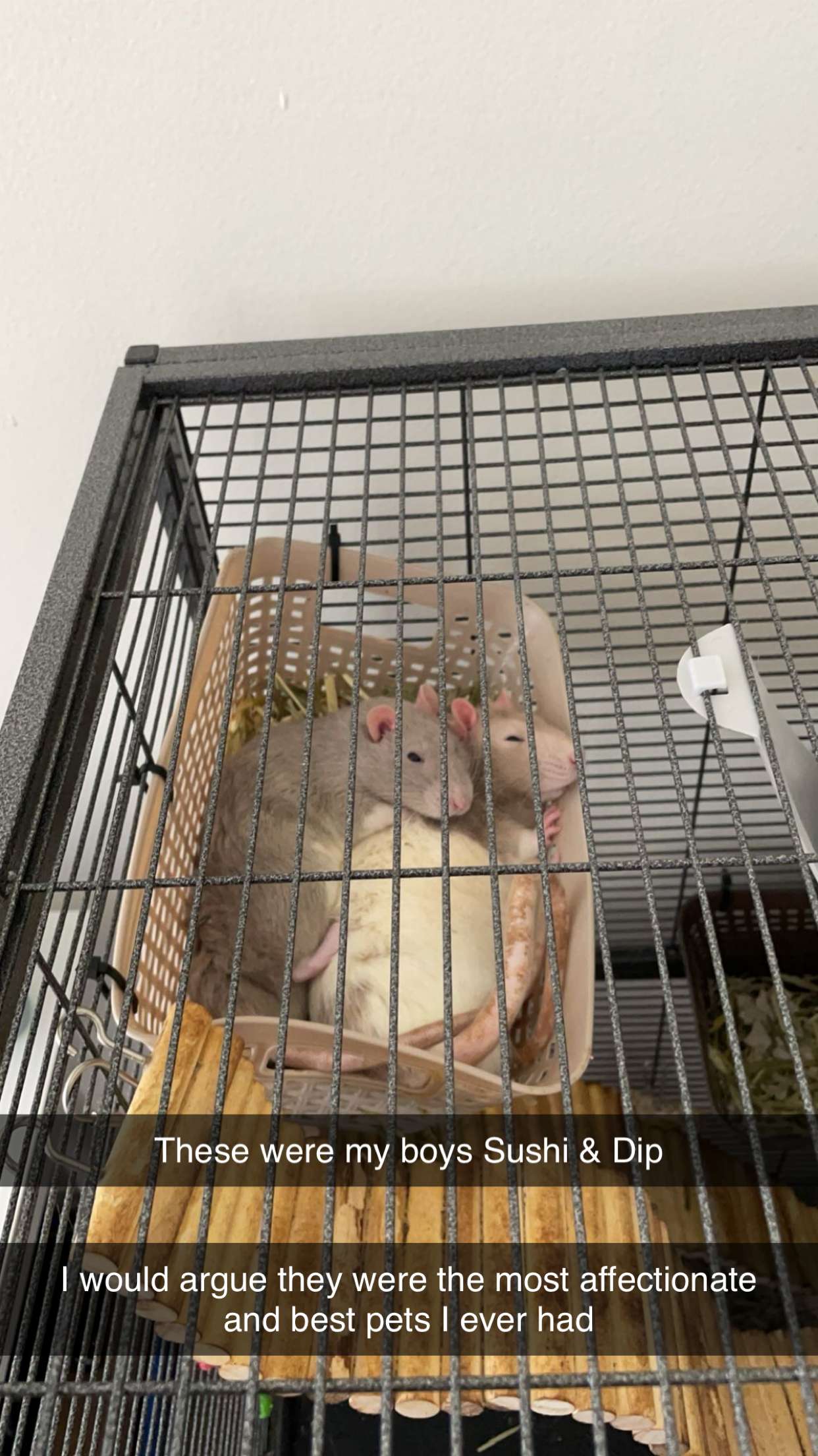 kayleedolisi snapchat image archive image