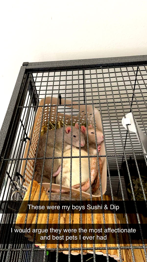 kayleedolisi image ~ Altpins