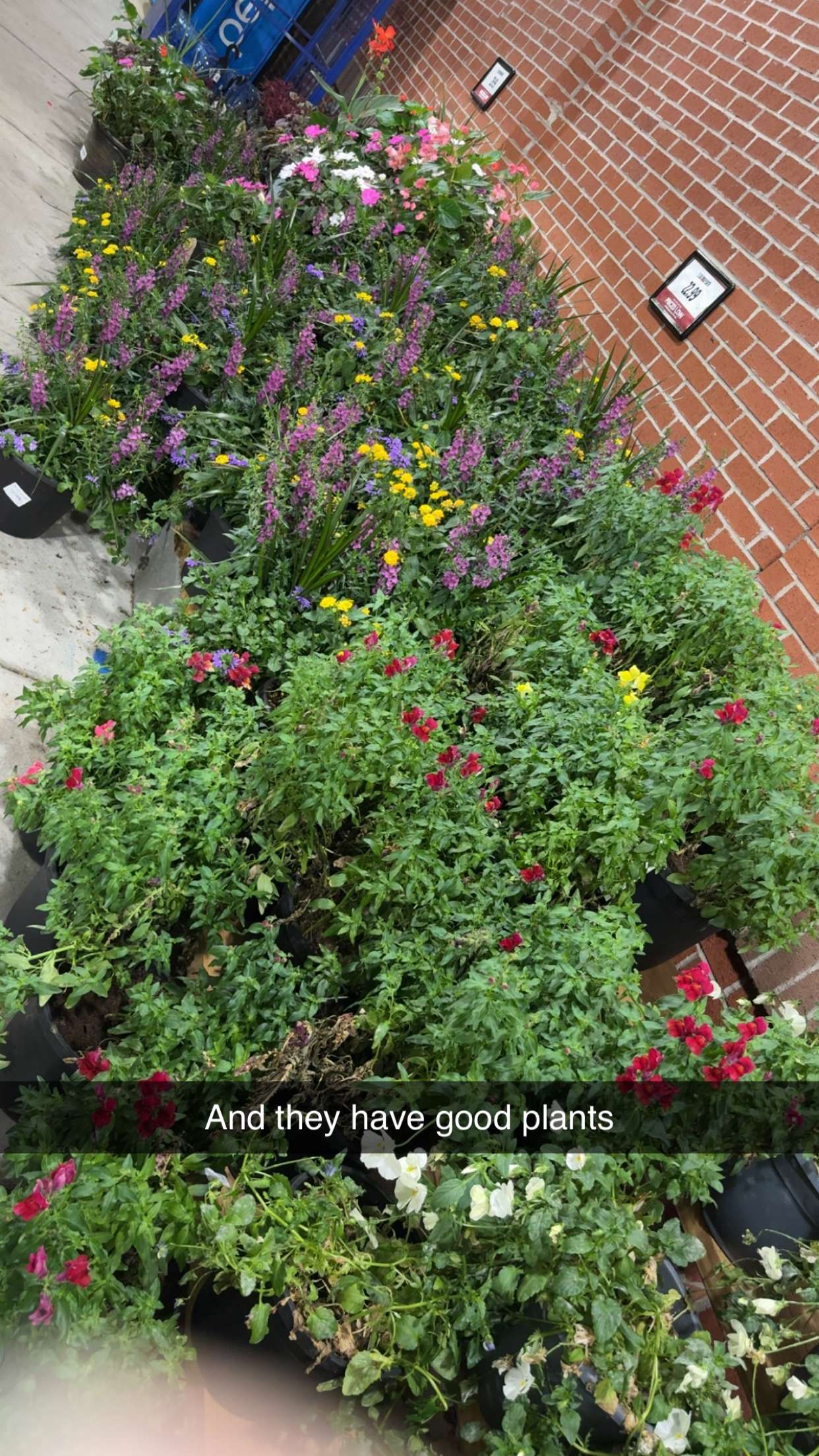 kayleedolisi snapchat image archive image