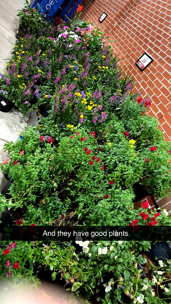 kayleedolisi image ~ Altpins