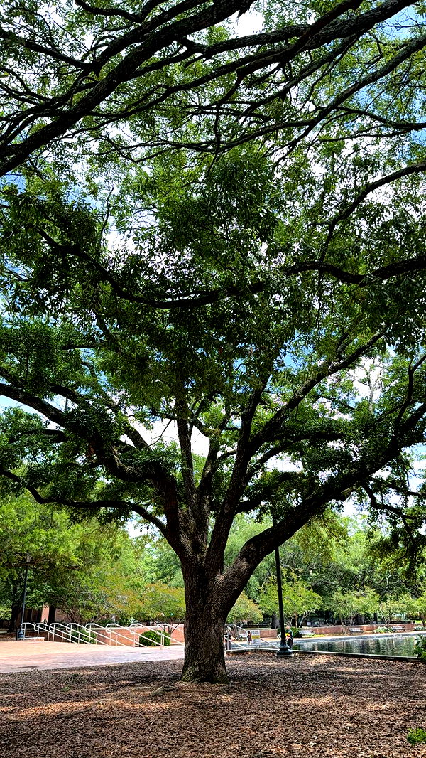 kayleedolisi image ~ Altpins