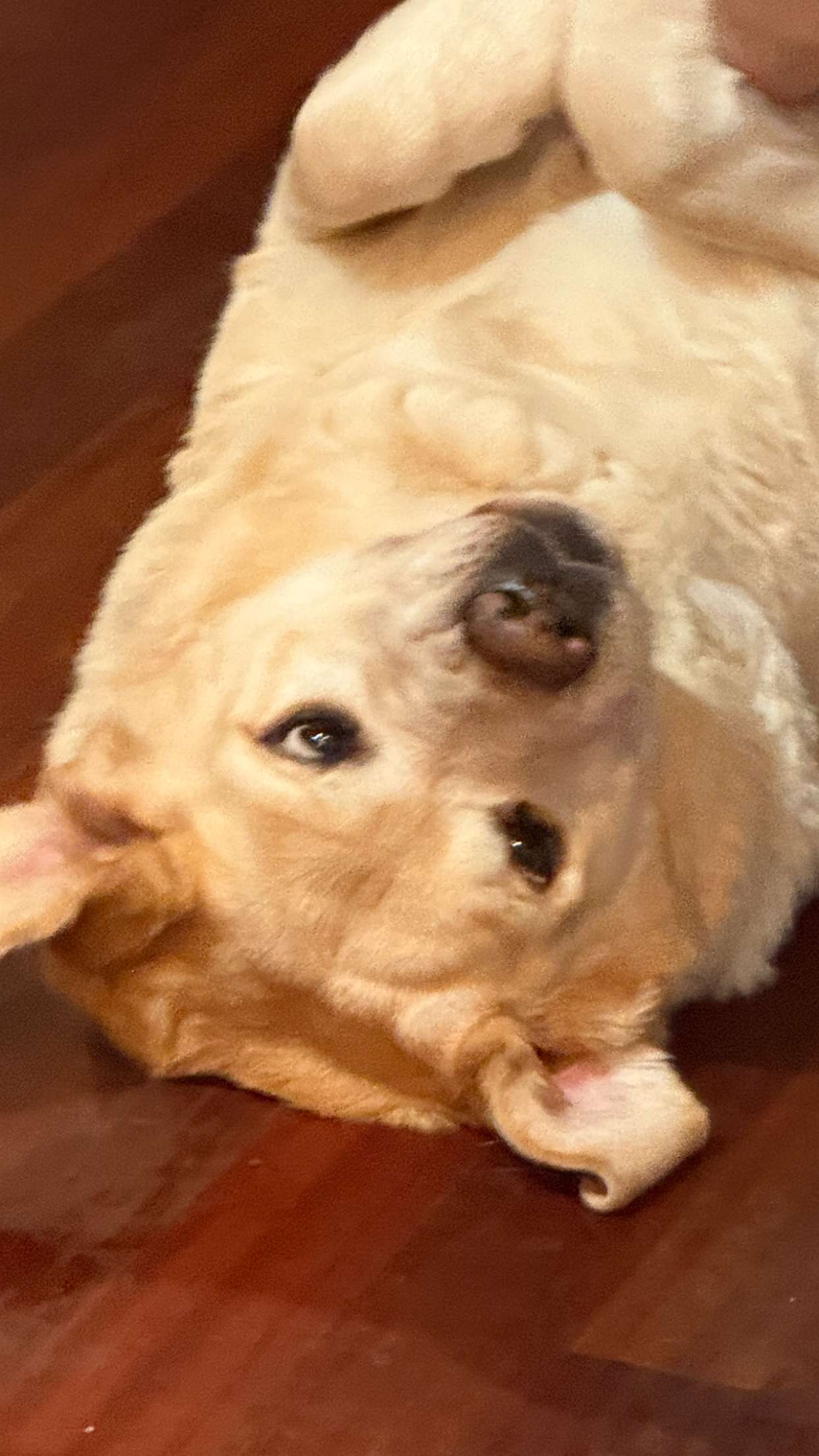 kayleedolisi snapchat image archive image