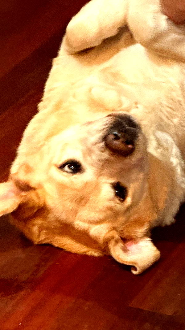 kayleedolisi image ~ Altpins