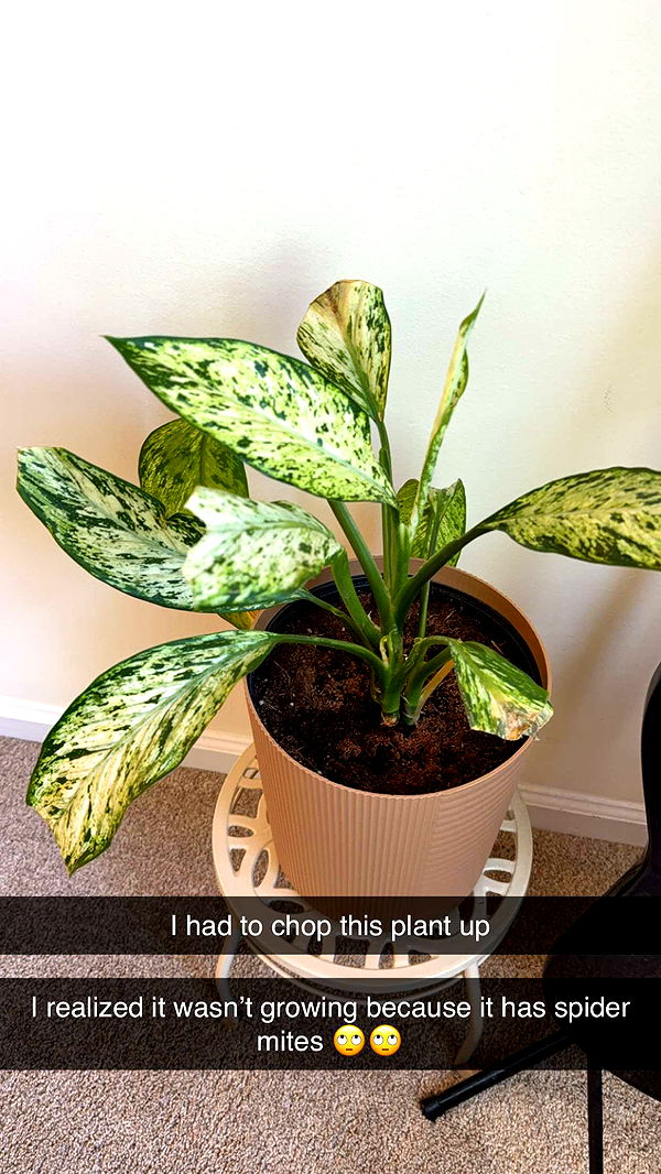 kayleedolisi image ~ Altpins