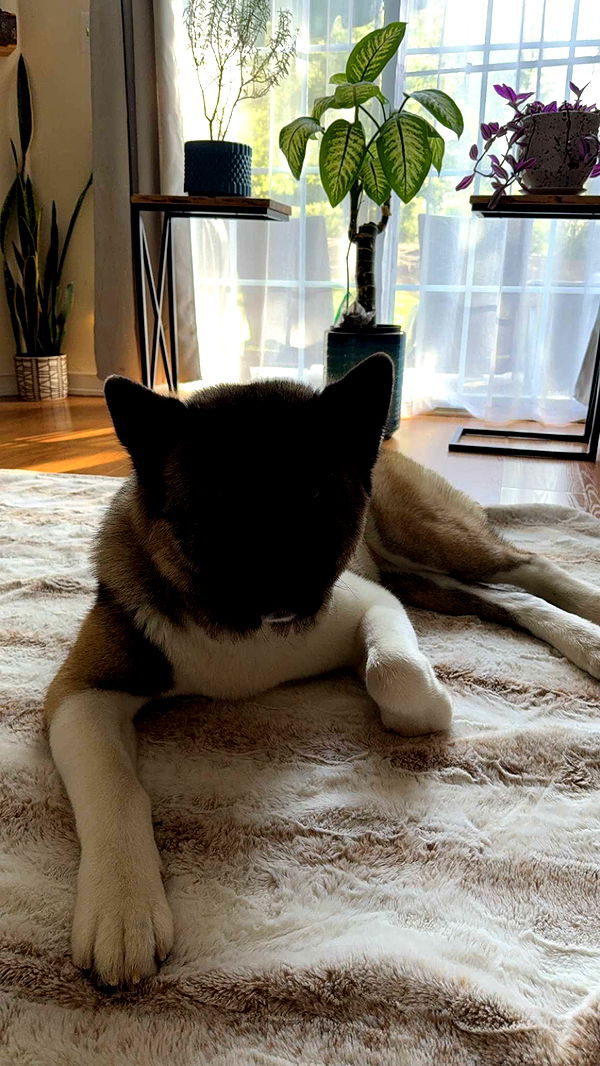 kayleedolisi image ~ Altpins