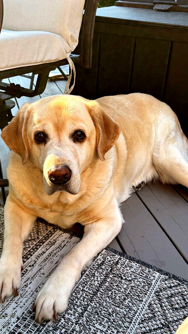 kayleedolisi image ~ Altpins