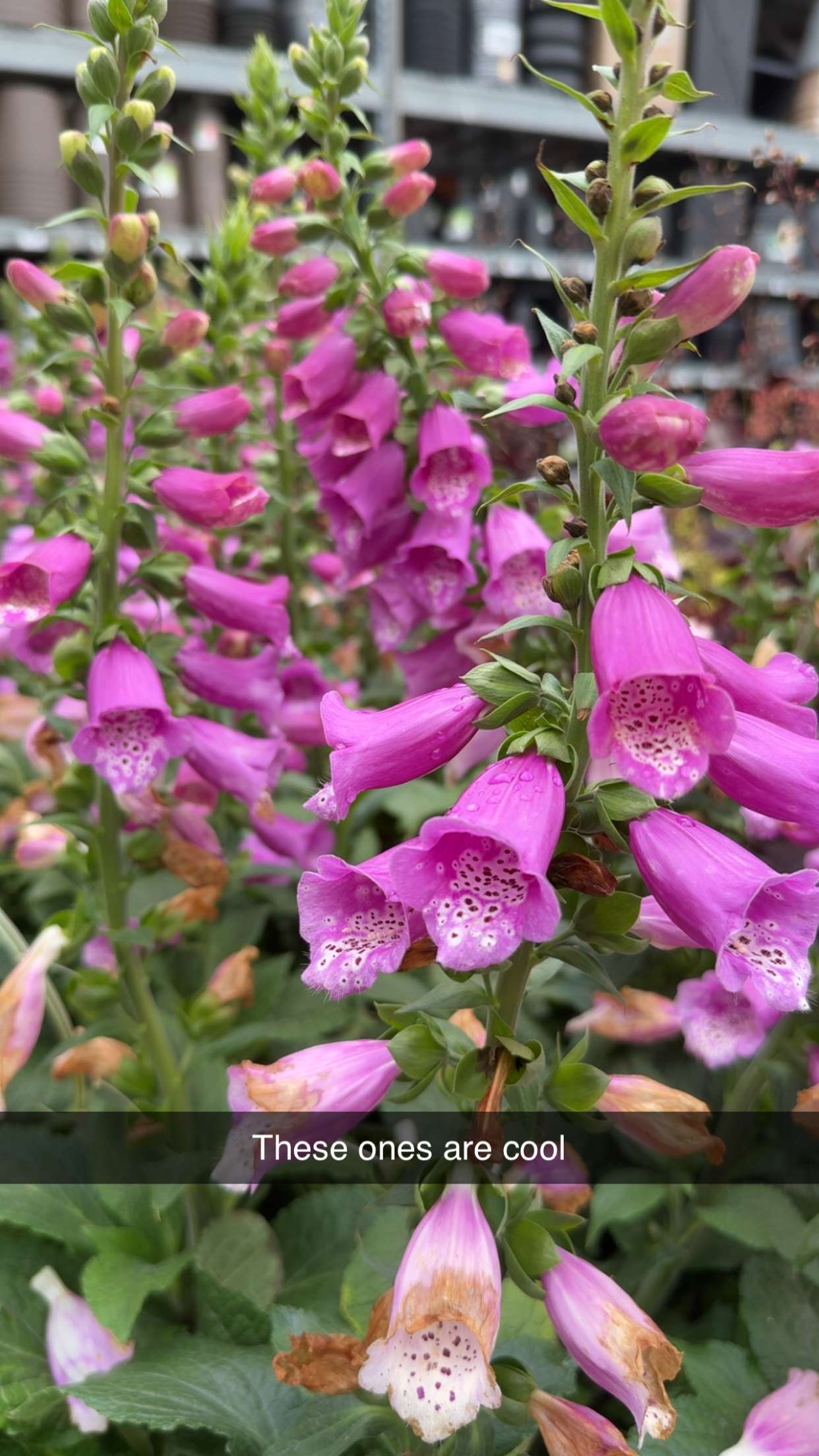 kayleedolisi snapchat image archive image