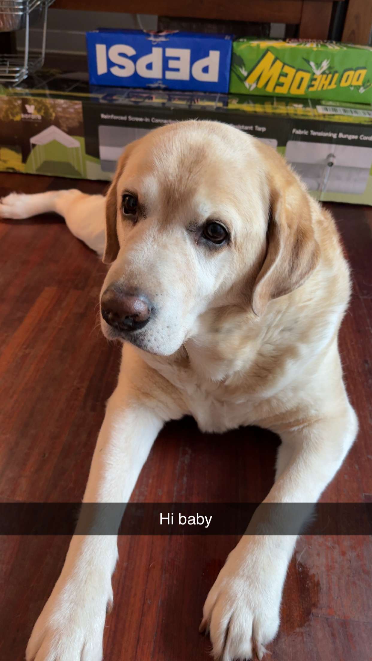 kayleedolisi snapchat image archive image