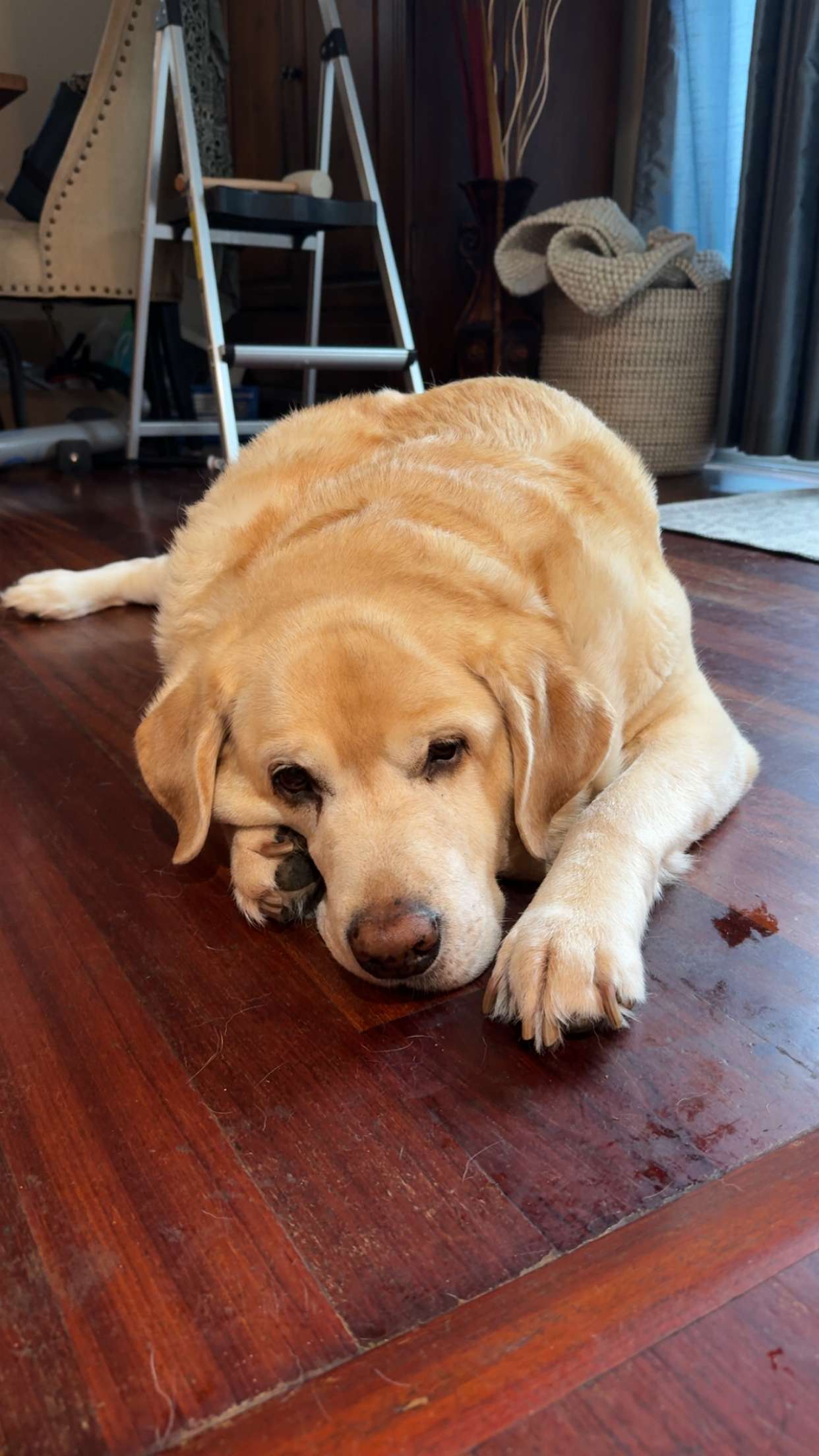 kayleedolisi snapchat image archive image