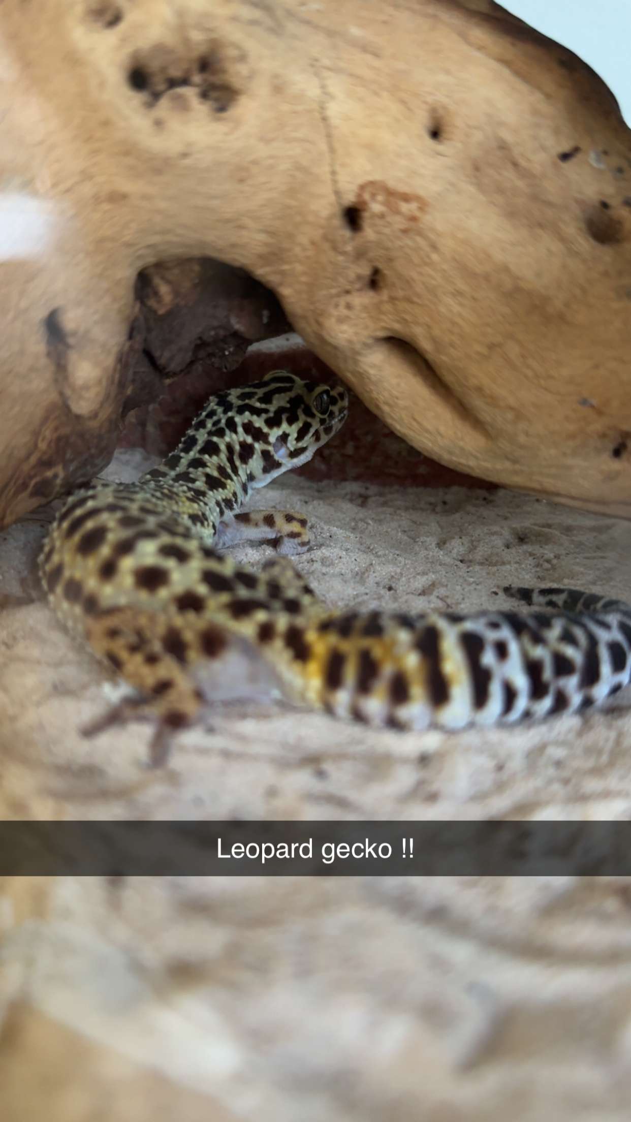 kayleedolisi snapchat image archive image