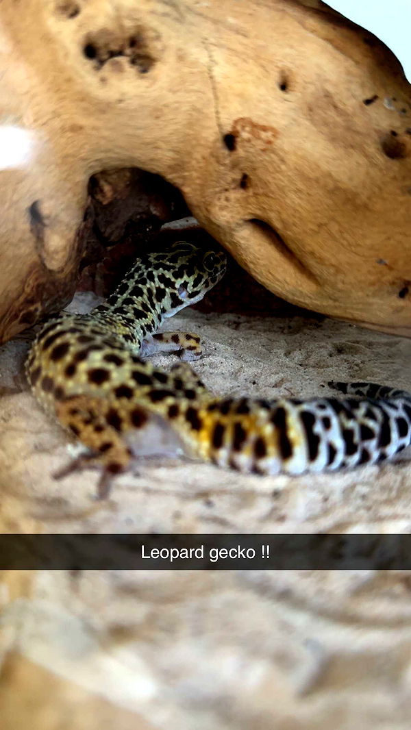 kayleedolisi image ~ Altpins